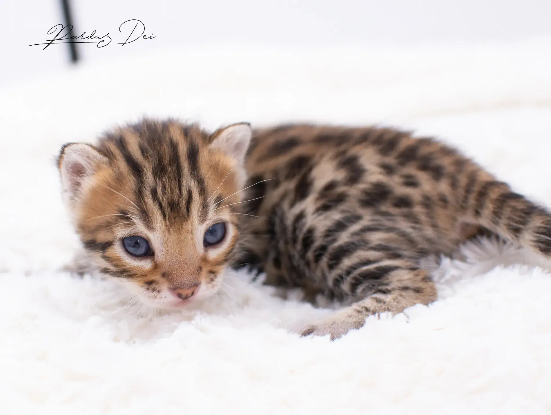 chaton bengal